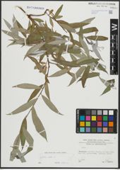 Foto von Salix alba L.